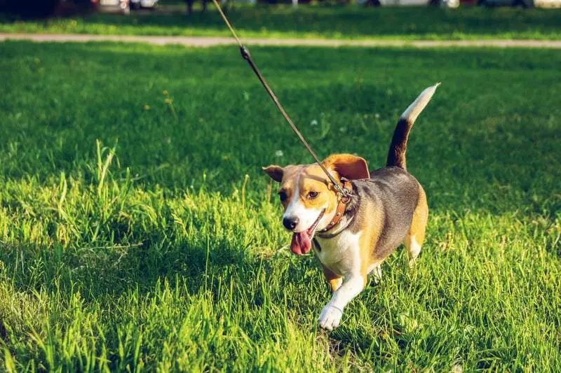 Dog Walking Business
